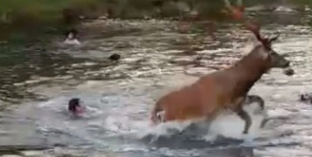 Caza ilegal en Neuquén: Secuestran 75 kilos de carne de ciervo&nbsp;colorado