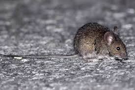 Alerta sanitaria por leprospirosis: Buenos Aires, Santa Fe y Entre Ríos en zona de&nbsp;riesgo