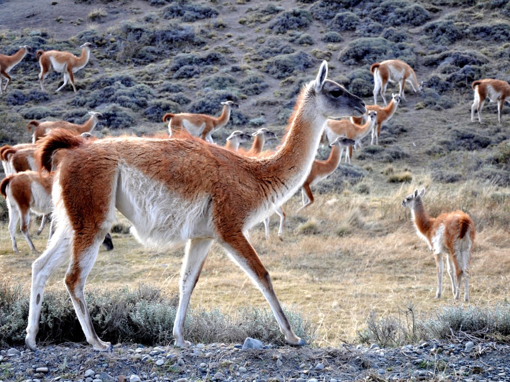 Alambrados letales: 27.000 guanacos mueren anualmente en la&nbsp;Patagonia