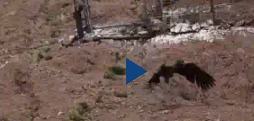 Éxito de Conservación: «Kamin» y «Kuraq», Cóndores Nacidos en Cautiverio, Vuelan Libres en Río&nbsp;Negro