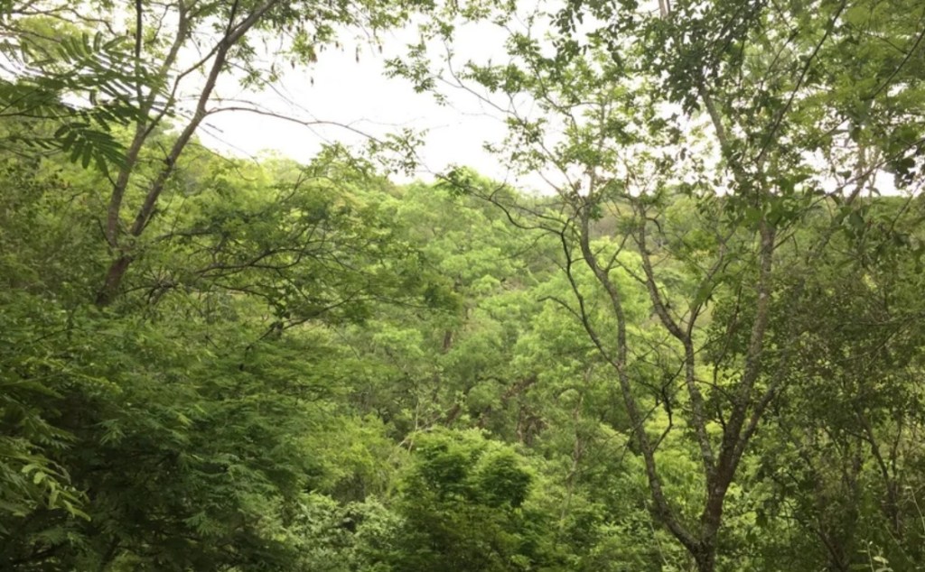 Argentina Impulsa la Gestión Sostenible de Bosques Nativos con Inversión de USD 82&nbsp;Millones